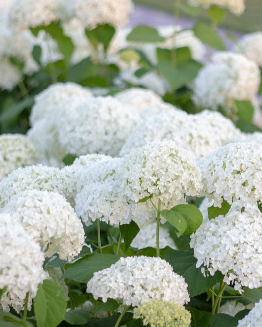 Hydrangea Annabelle produces large white flowers.